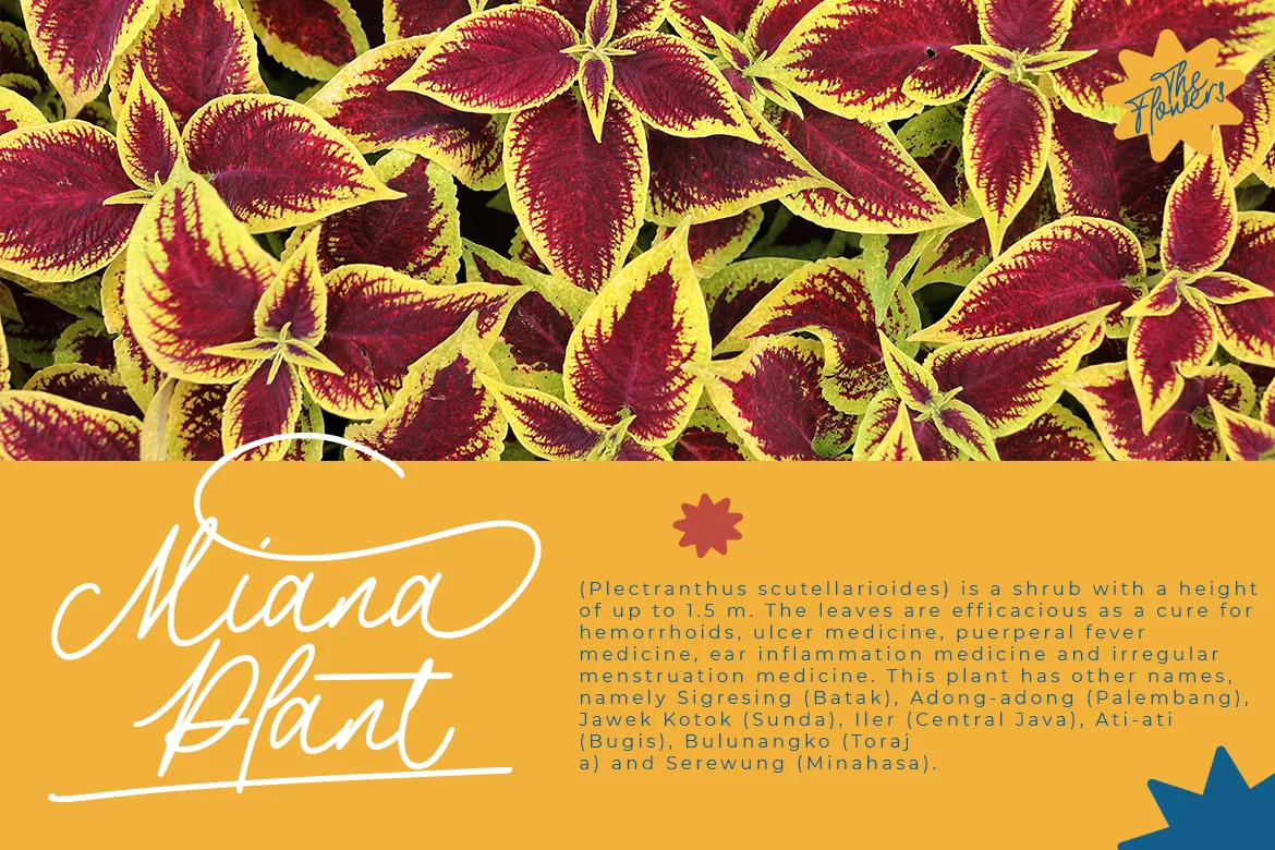 The Philosopher Script 7